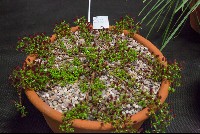 Salix hylematica 'Red Tassels'